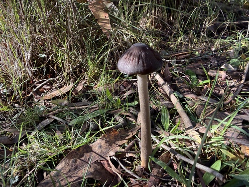 Oudemansiella gigaspora