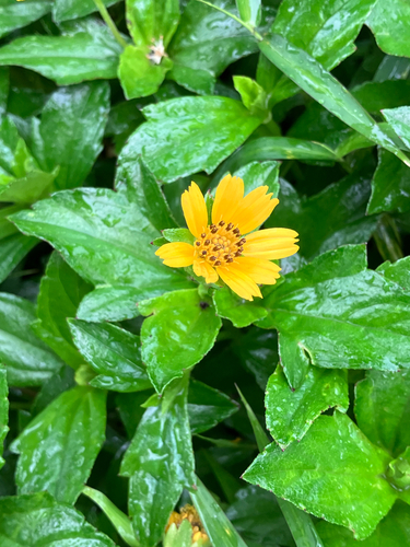 Trailing Daisy