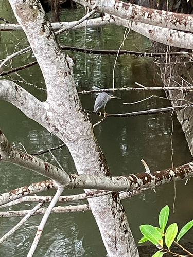 Little Heron