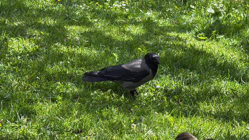 Hooded Crow