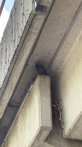 Eurasian Jackdaw