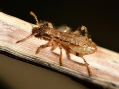 Lemidia aptera