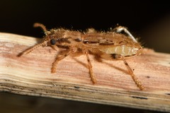 Lemidia aptera