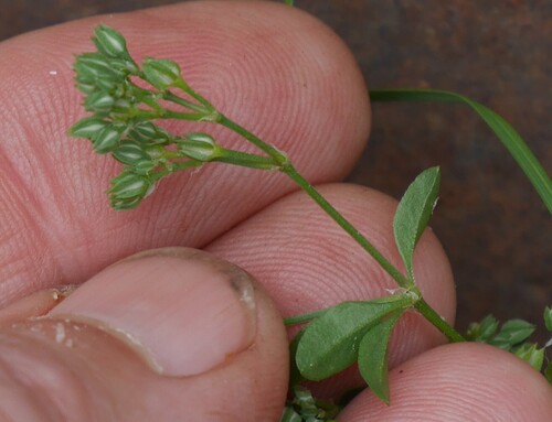 fourleaf manyseed