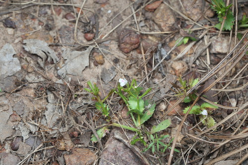 Bonnaya ciliata, photograph 2