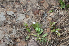 Bonnaya ciliata, photograph (c) Martin Rady, some rights reserved (CC BY)