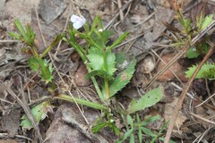 Bonnaya ciliata, photograph (c) Martin Rady, some rights reserved (CC BY)