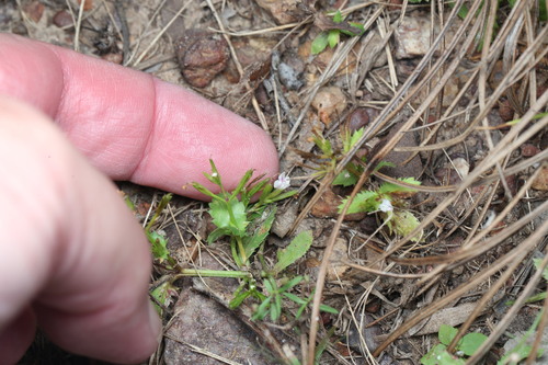 Bonnaya ciliata, photograph 3