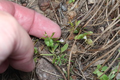 Bonnaya ciliata