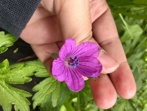 Marsh Crane's-bill