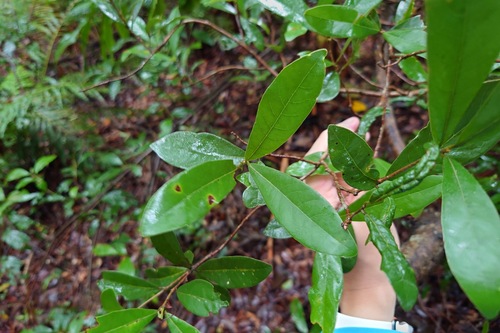 Litsea hypophaea, photograph 1