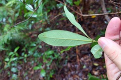 Litsea hypophaea, photograph (c) 如此甚好, some rights reserved (CC BY)