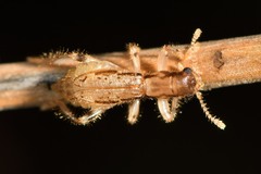 Lemidia aptera