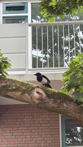 Eurasian Magpie