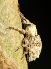 Brachyolus punctatus