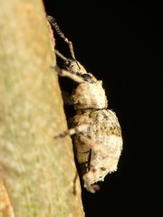 Brachyolus punctatus