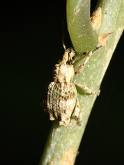 Brachyolus punctatus