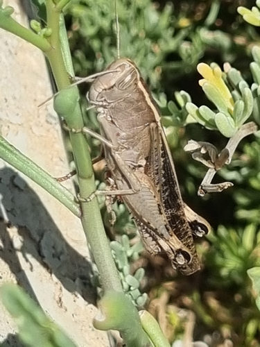 Mediterranean Splendid Grasshopper