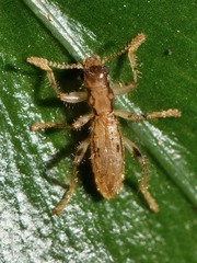 Lemidia aptera
