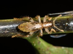 Lemidia aptera