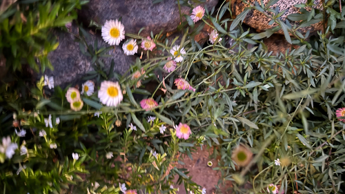 Mexican Fleabane