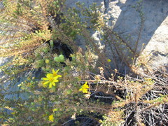 Deinandra minthornii