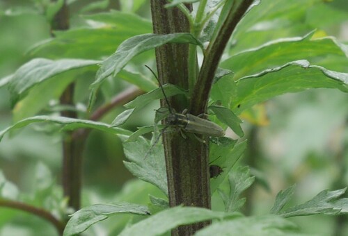 Phytoecia nigricornis