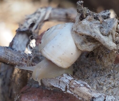 White Italian Snail