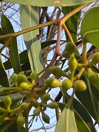 Eucalyptus fasciculosa, photograph 5