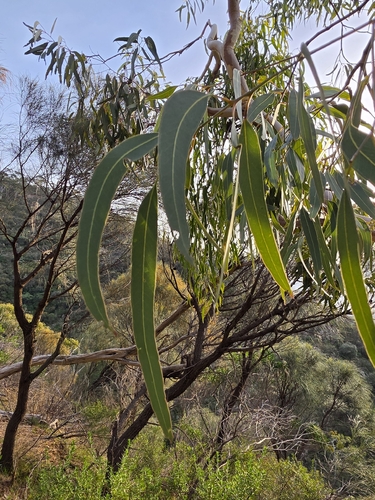 Eucalyptus fasciculosa, photograph 6