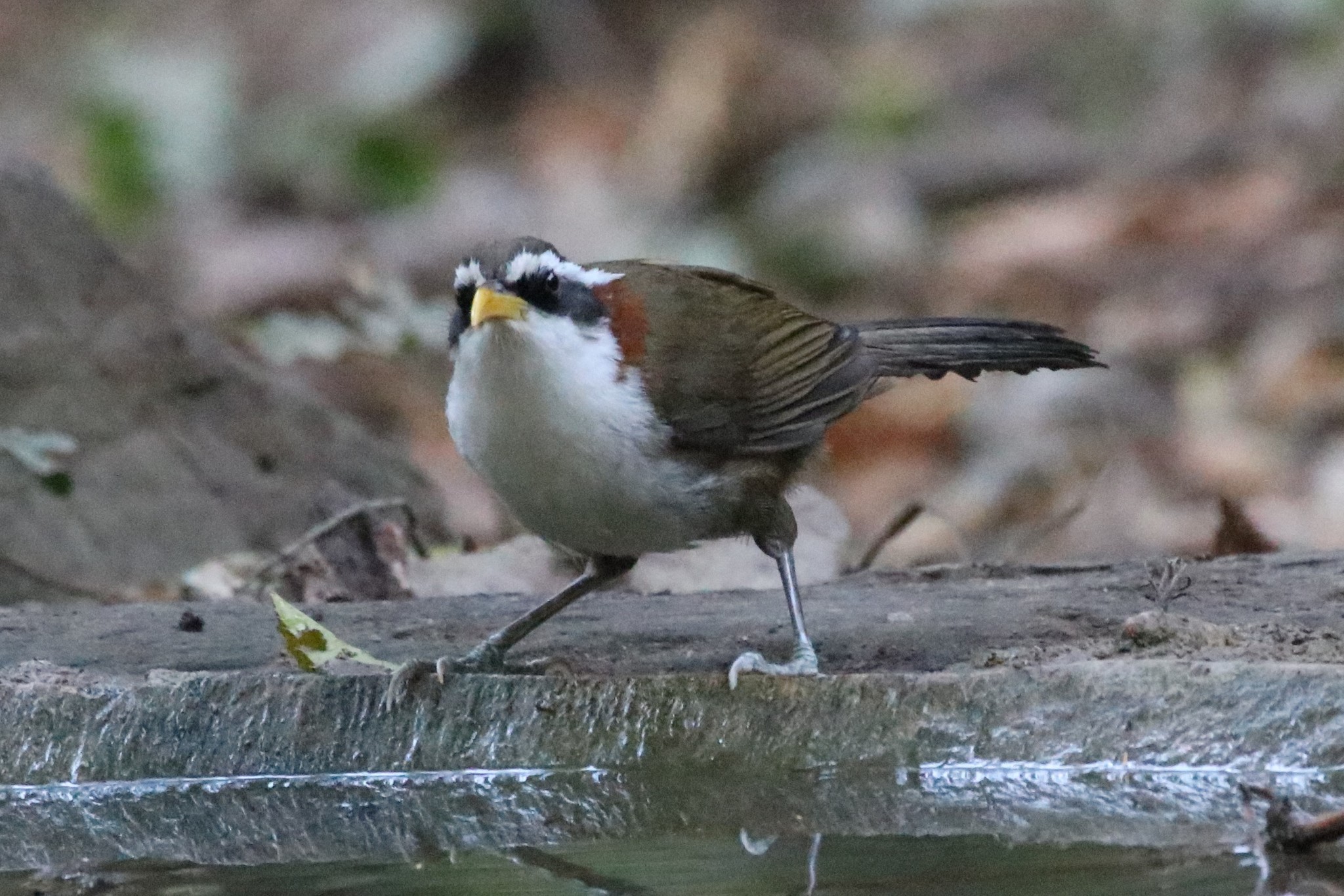 White-browed Scimitar Babbler
