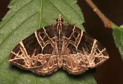 Gandaritis atricolorata