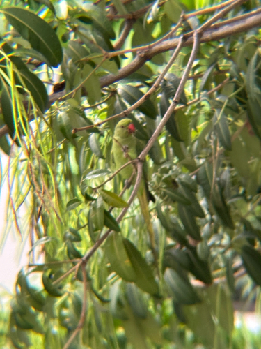 Rose-ringed Parakeet