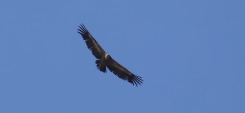 Eurasian Griffon
