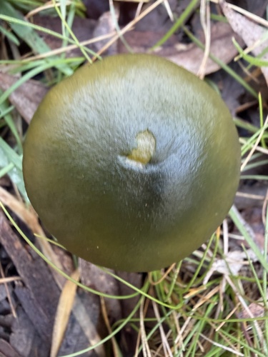 Green Skinhead