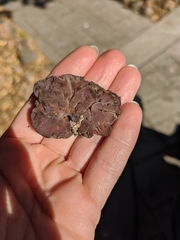 Hydnotrya