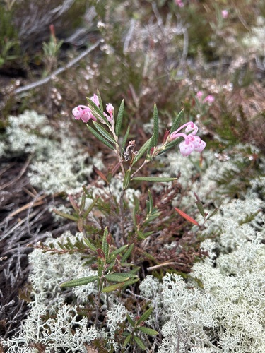 Wild Rosemary