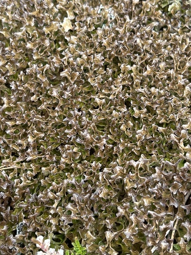 Iceland Lichen