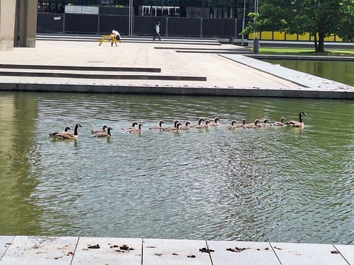 Canada Goose