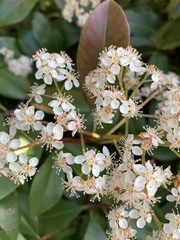 Photinia