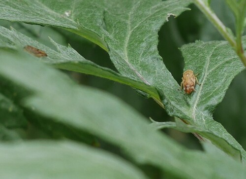 Meadow Spittlebug