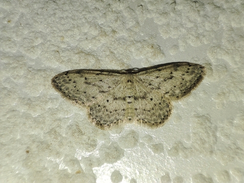Small Dusty Wave