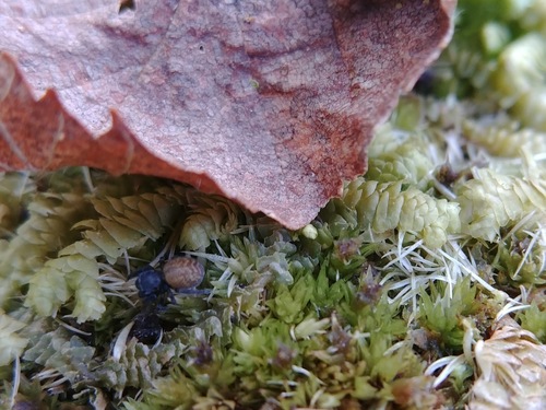 Nell's Tiny Jumping Spider photo 5