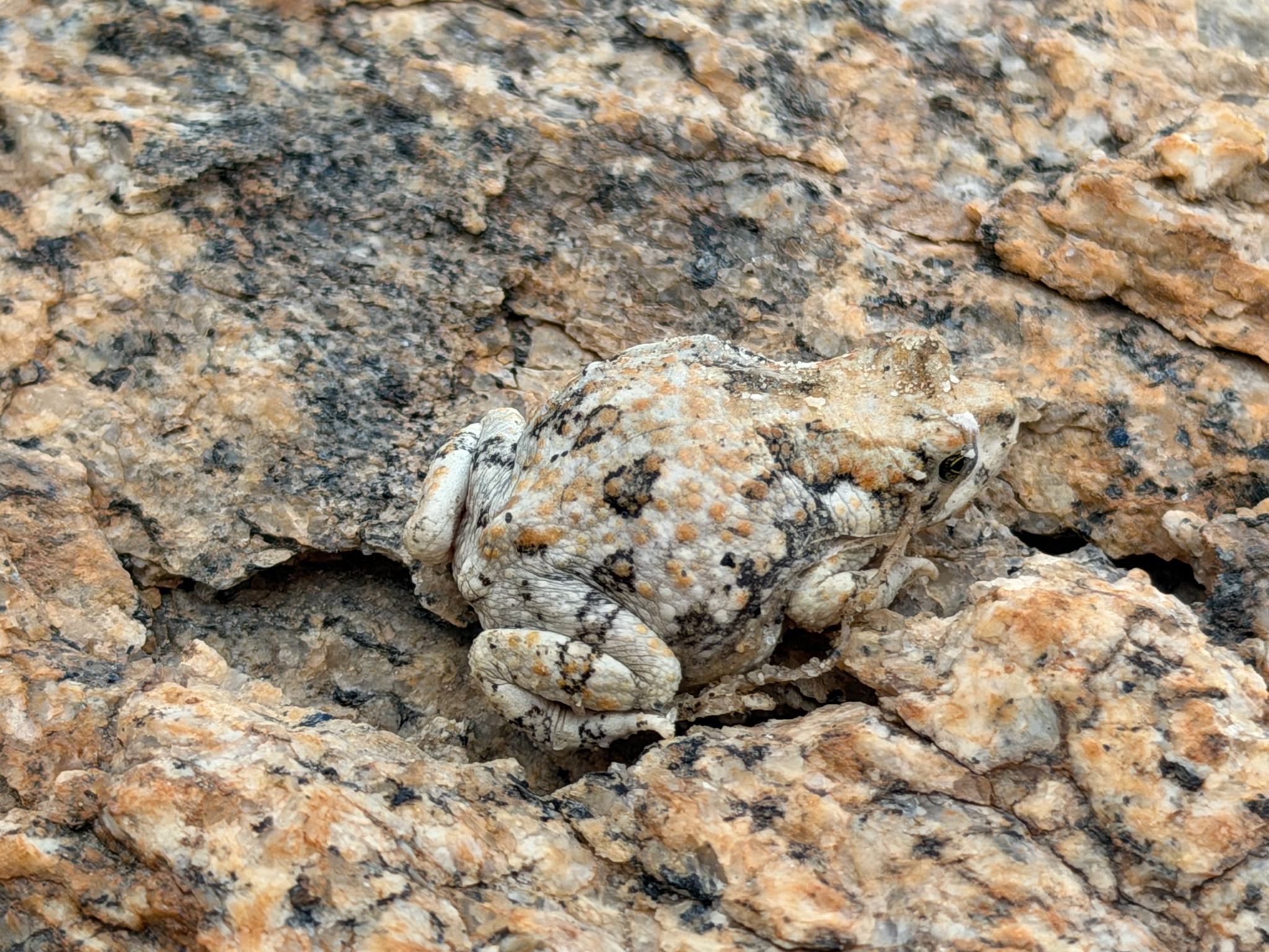Hoesch's Toad photo 3