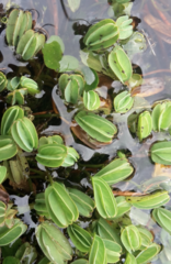 Alchemilla diplophylla