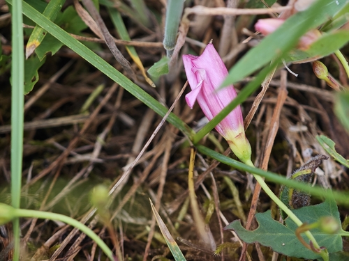 field bindweed