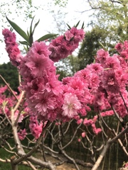 Prunus triloba