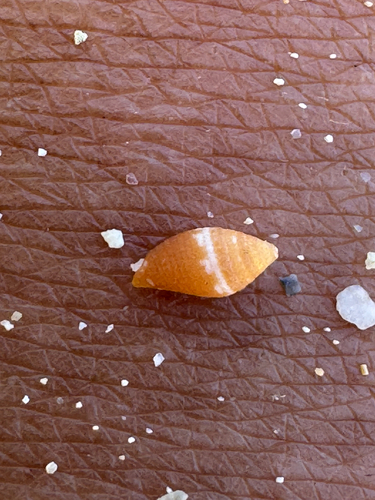 Lovellona peaseana, 2026-06-07