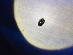 Thermonectus basillaris