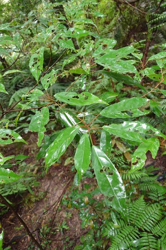 Elaeocarpus japonicus, photograph 5